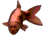 13.9 KB